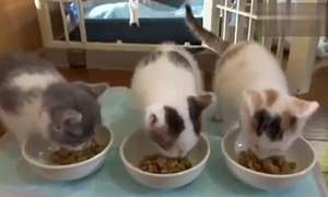 现在是小猫们的用餐时间
