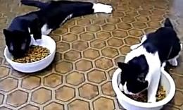 高唐县代办真实驾驶证★【QQ:501903399客服