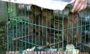 云南普洱 中老越警方联合打击贩卖野生动物 1