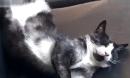 【阮妹】Funny Cats Sleeping in Weird Positions Compilation 2...