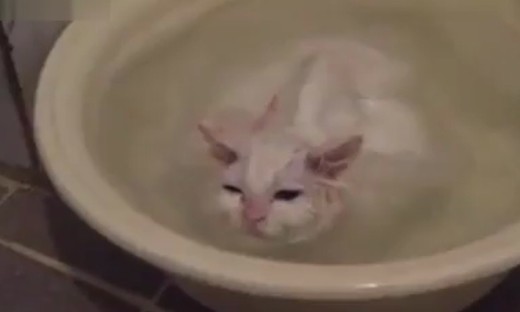 享受！世界上最爱泡澡的猫星人