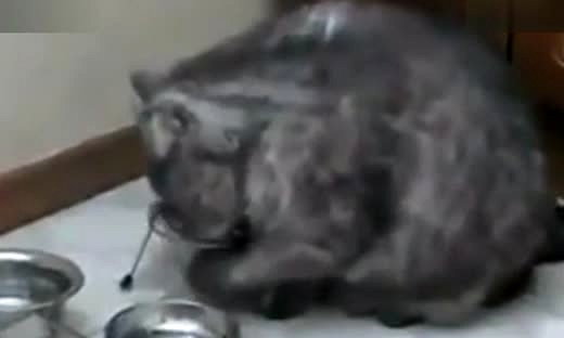 大胖猫敲饭盆讨吃