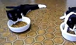 高唐县代办真实驾驶证★【QQ:501903399客服