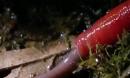 加里曼丹岛巨型红色水蛭吞噬蚯蚓