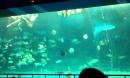 美人鱼表演 海洋馆 泉城极地海洋世界