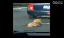 车载记录仪狗狗被拴在轿车后被拖拽
